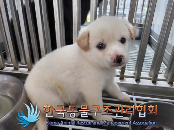 종료(안락사) 믹스…